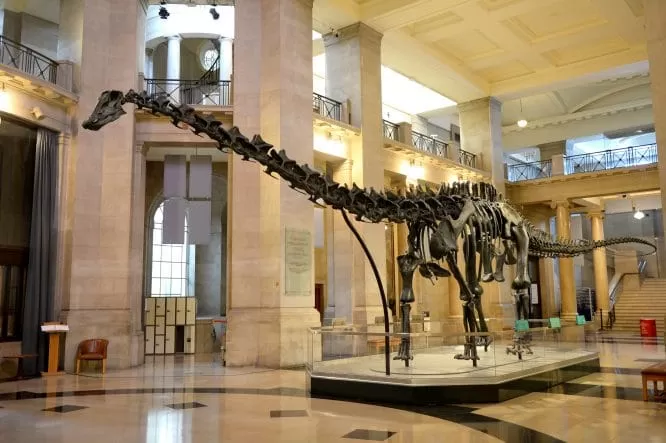 متحف التاريخ متحف التاريخ