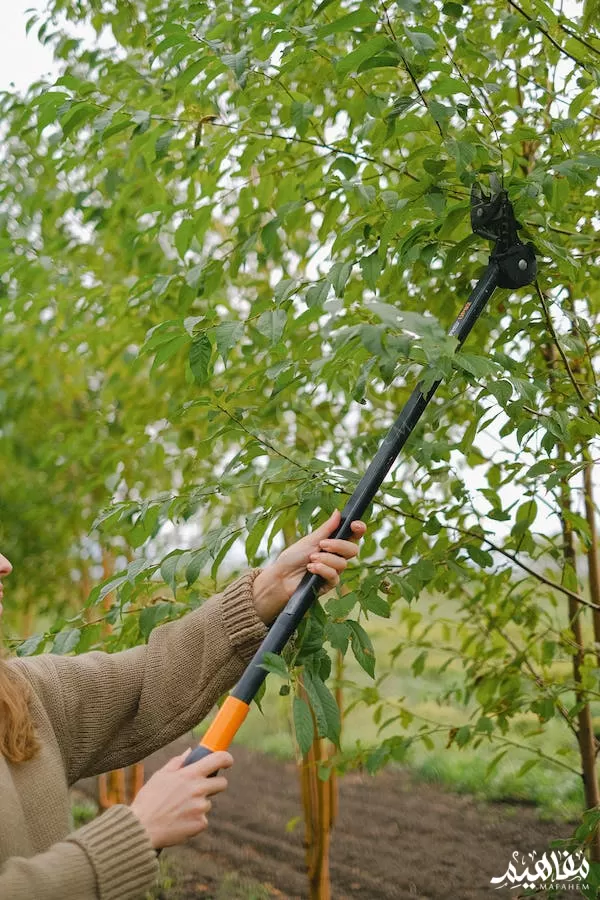 المقلم المقلم