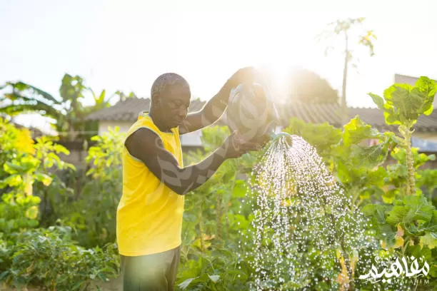 السقي اليدوي السقي اليدوي