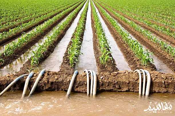 السقي بالغمر السقي بالغمر