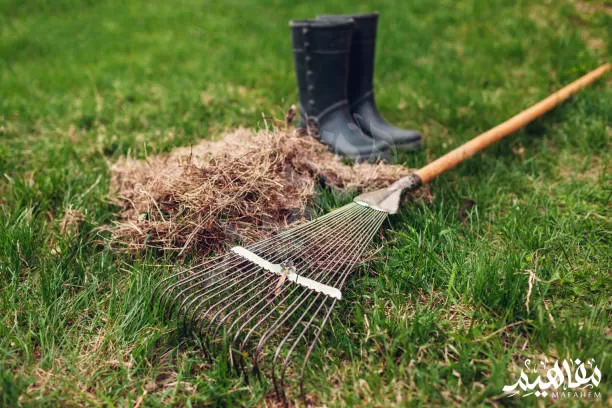 Dethatcher Dethatcher