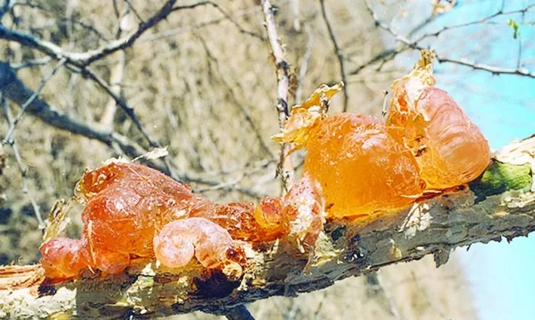 ما-معنى-المن-والسلوى-في-القرآن ما-معنى-المن-والسلوى-في-القرآن