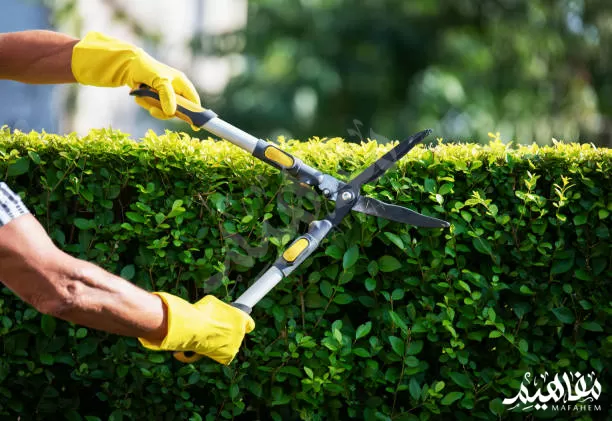 مقص تقليم النباتات مقص تقليم النباتات