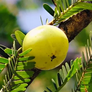 فائدة الأملج للتبيض