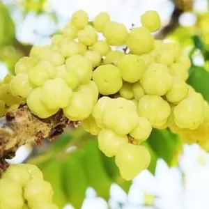 ماهي فائدة الأملج للكبد؟