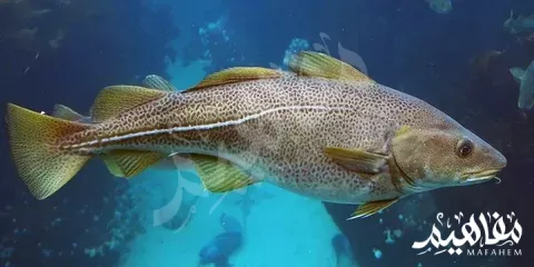 سمك السيجان أو الصافي البحر الأحمر