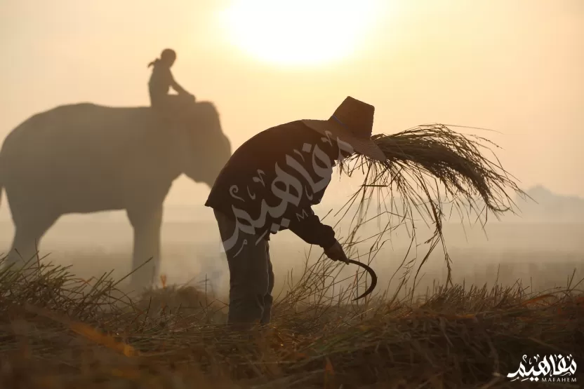 استهلاك_الأرز_في_العالم استهلاك_الأرز_في_العالم