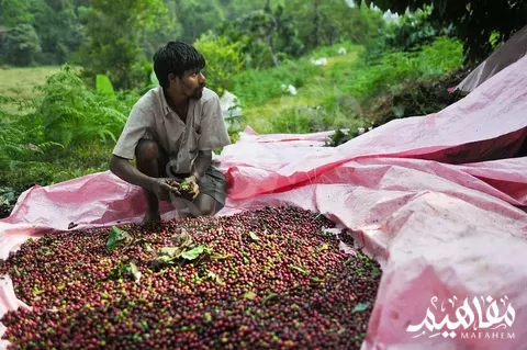 الهند وانتاج البن