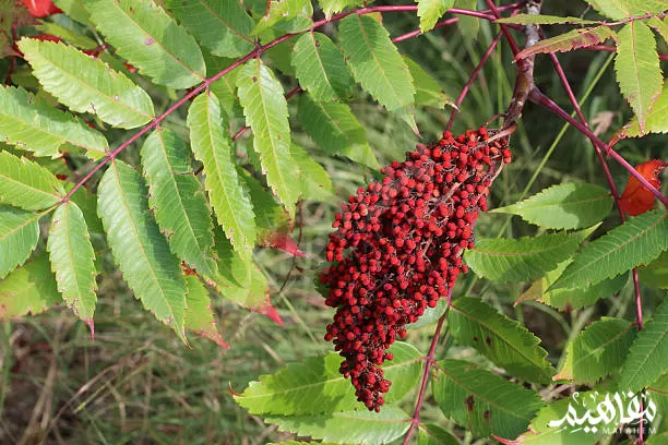 ما_هو_السماق