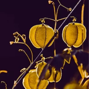 أضرار الحرنكش على الكلى