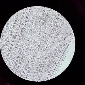 العوامل المؤثرة في نوع الانقسام الخلوي العوامل المؤثرة في نوع الانقسام الخلوي