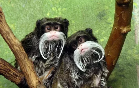 Emperor Tamarin Emperor Tamarin