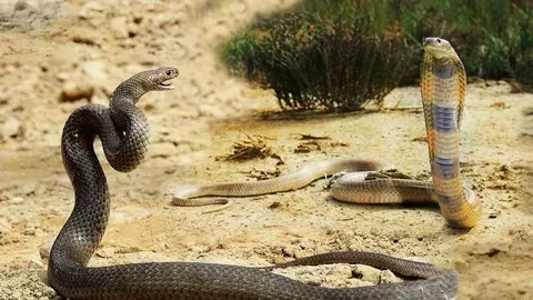 الفرق_بين_الأفعى_الكوبرا الفرق_بين_الأفعى_الكوبرا