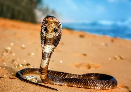 كوبرا_الملك كوبرا_الملك