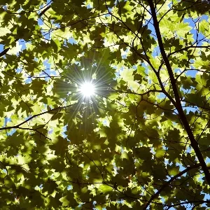 دور الضوء في عملية البناء الضوئي دور الضوء في عملية البناء الضوئي