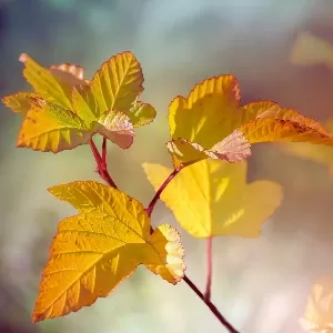 عملية التمثيل الضوئي في النباتات عملية التمثيل الضوئي في النباتات