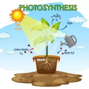 مكونات عملية البناء الضوئي مكونات عملية البناء الضوئي