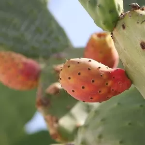 تفسير حلم تناول التين الشوكي للرجل المتزوج تفسير حلم تناول التين الشوكي للرجل المتزوج