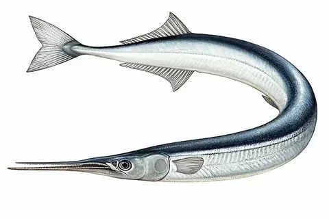 سمك_الحاقول سمك_الحاقول