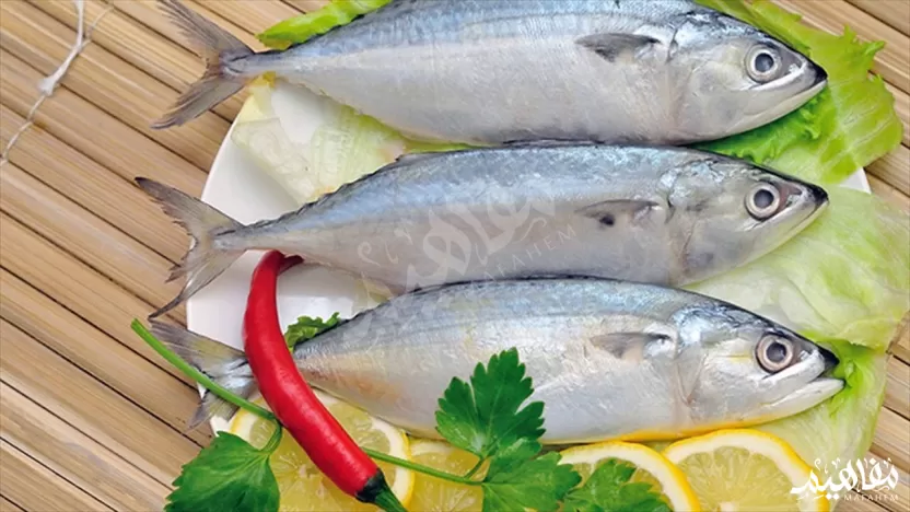 سمك الماكريل الملك سمك الماكريل الملك