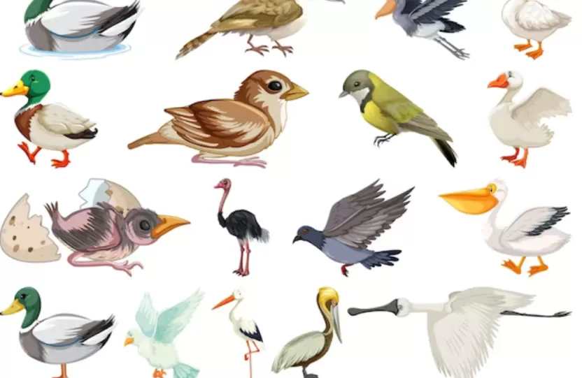 أنواع_الطيور_بالصور أنواع_الطيور_بالصور