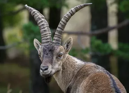 Spanish ibex Spanish ibex