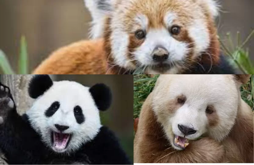 أنواع_الباندا أنواع_الباندا