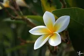 زهرة الفتنة