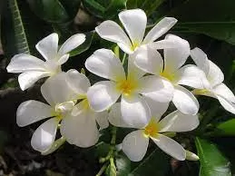 Jasmin flower