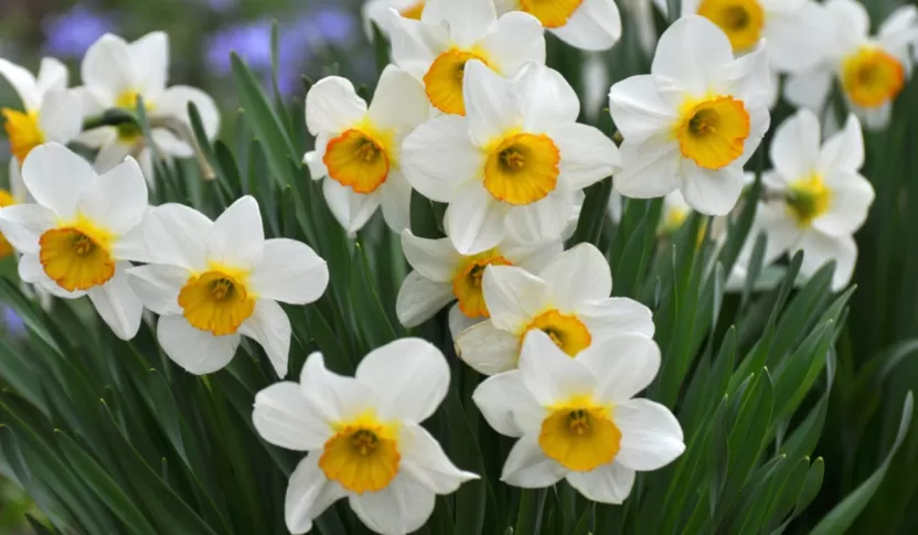 Narcissus flower