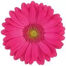 زهرة ريحانه