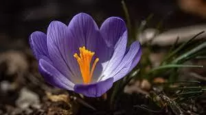 زهرة الزعفران