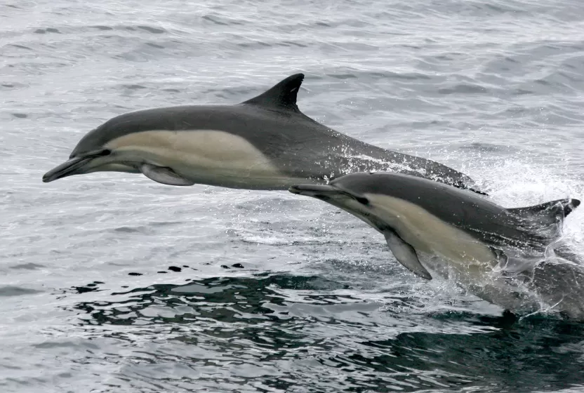 الدولفين الشائع ذو المنقار الطويل