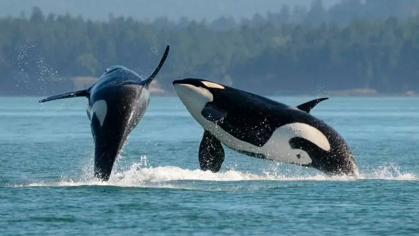 الحوت القاتل