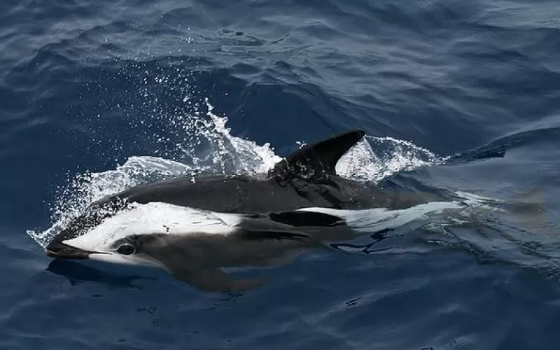 دولفين الساعة الرملية