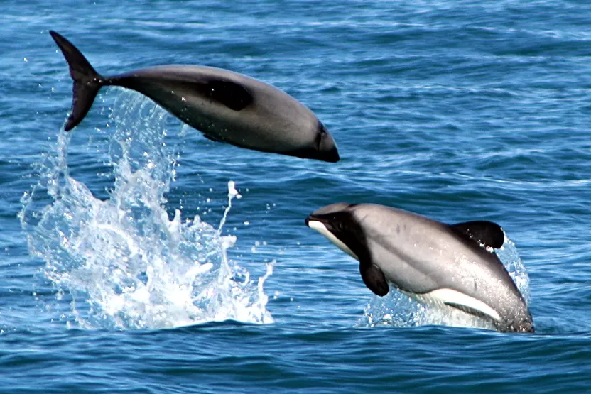 دولفين هيكتور