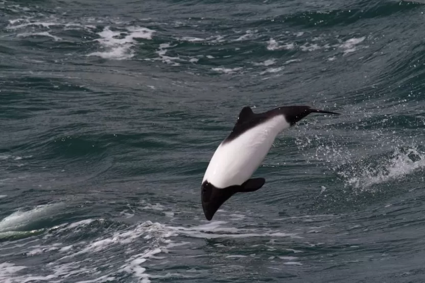 دولفين كوميرسون