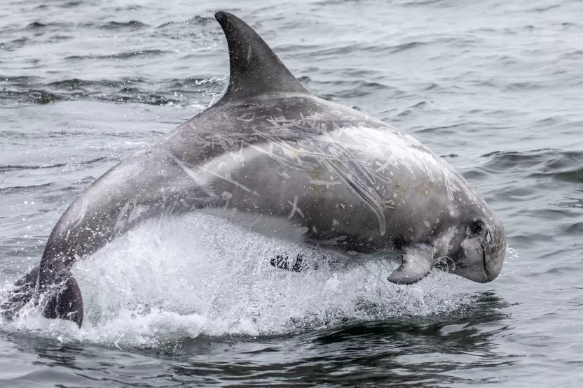 دولفين ريسو