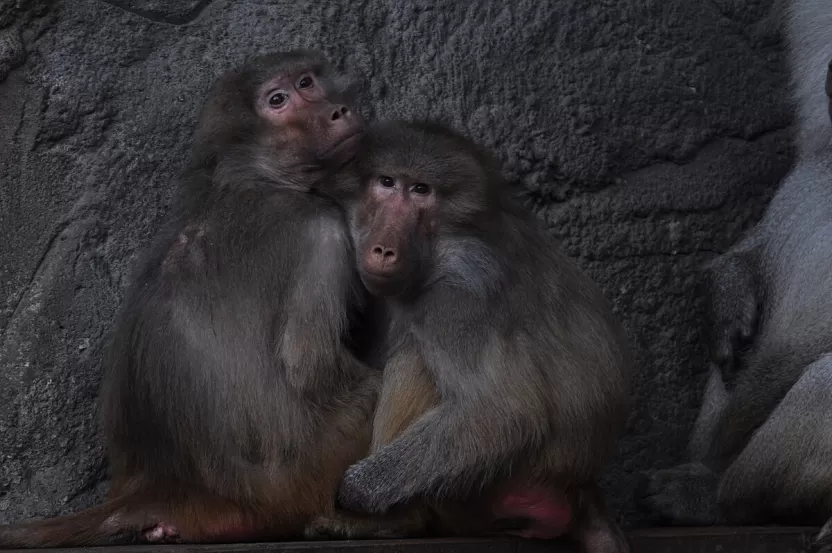 قرد البابون العربي قرد البابون العربي