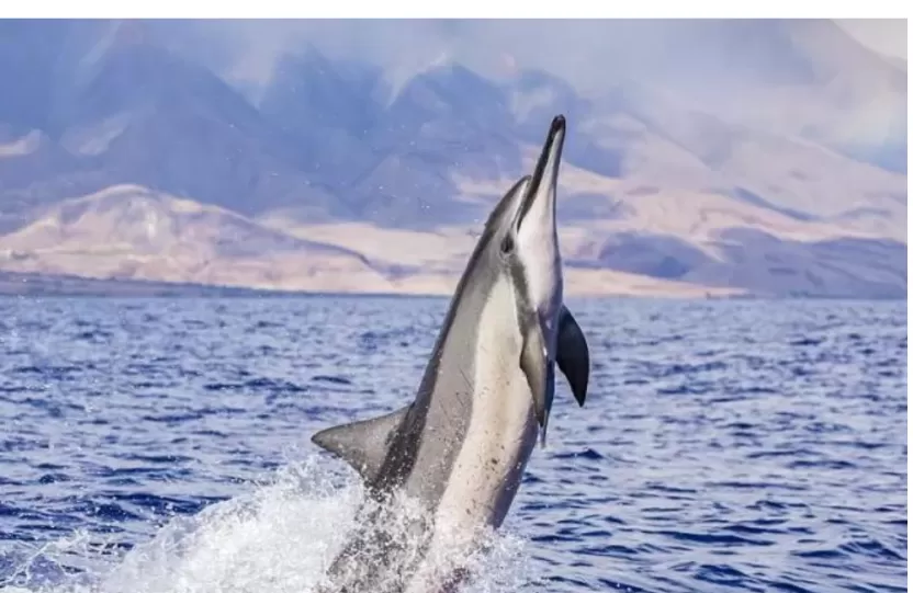 دولفين سبينر