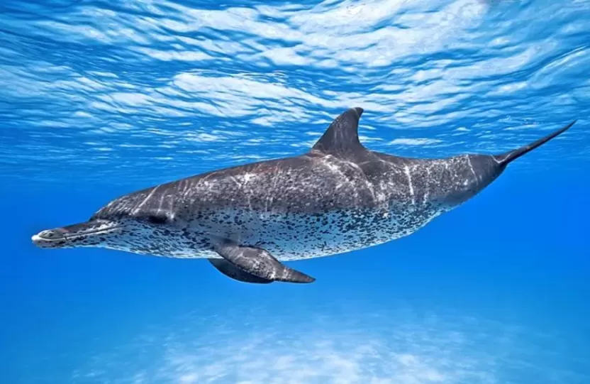 الدلفين الاطلنطي المرقط