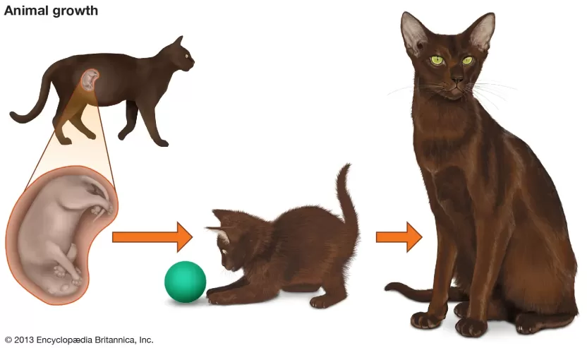 مراحل نمو القطط مراحل نمو القطط