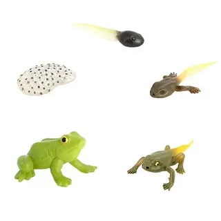 مراحل نمو الضفدع مراحل نمو الضفدع