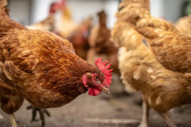 الدجاج البياض الدجاج البياض