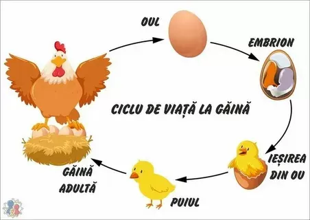 مراحل نمو الدجاجة مراحل نمو الدجاجة