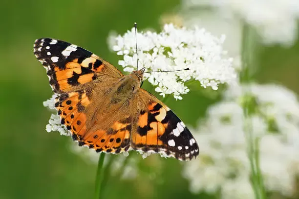 Painted Lady Butterfly Painted Lady Butterfly