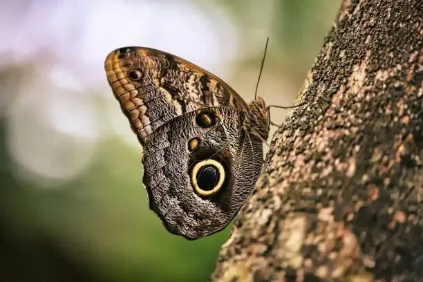 Owl Butterfly Owl Butterfly