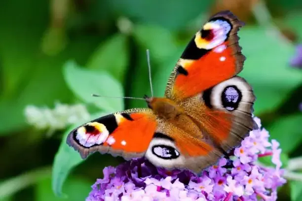 Peacock Butterfly Peacock Butterfly
