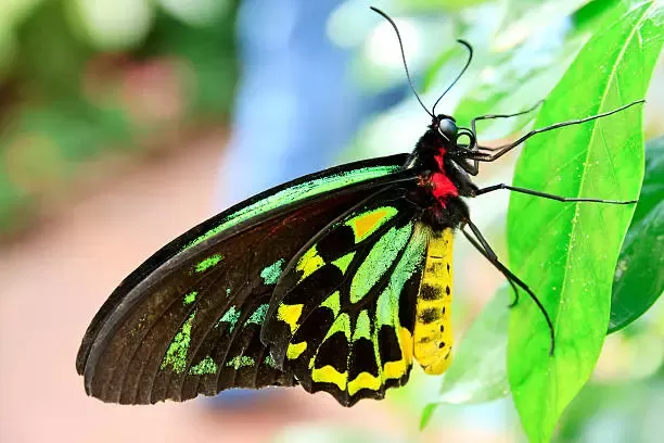 Queen Alexandra's Birdwing Queen Alexandra's Birdwing