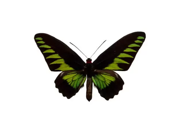 Birdwing Butterfly Birdwing Butterfly